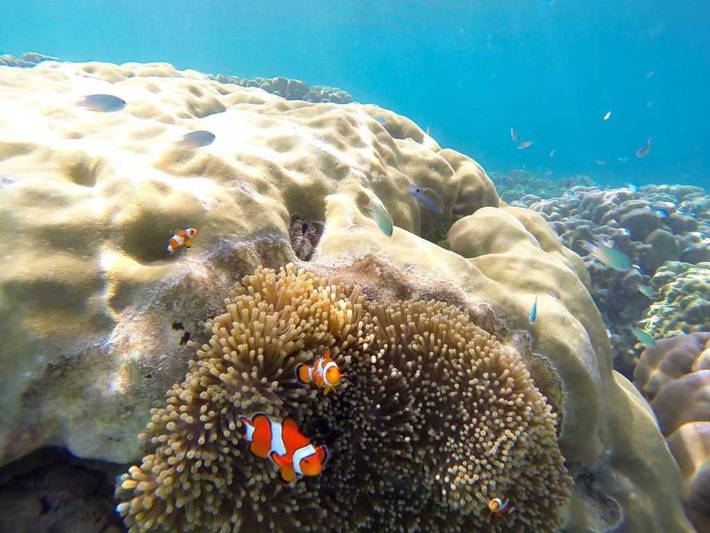 素林群岛的珊瑚