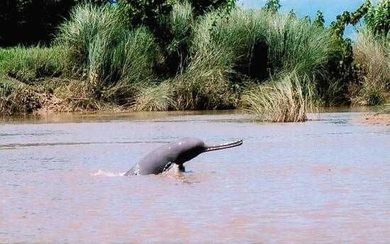 在Garhmukteshwar恒河的海豚,从德里的公路之旅