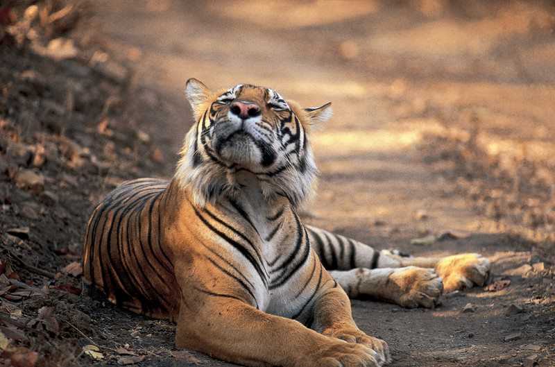 萨瑞斯卡老虎保护区，德里自驾游