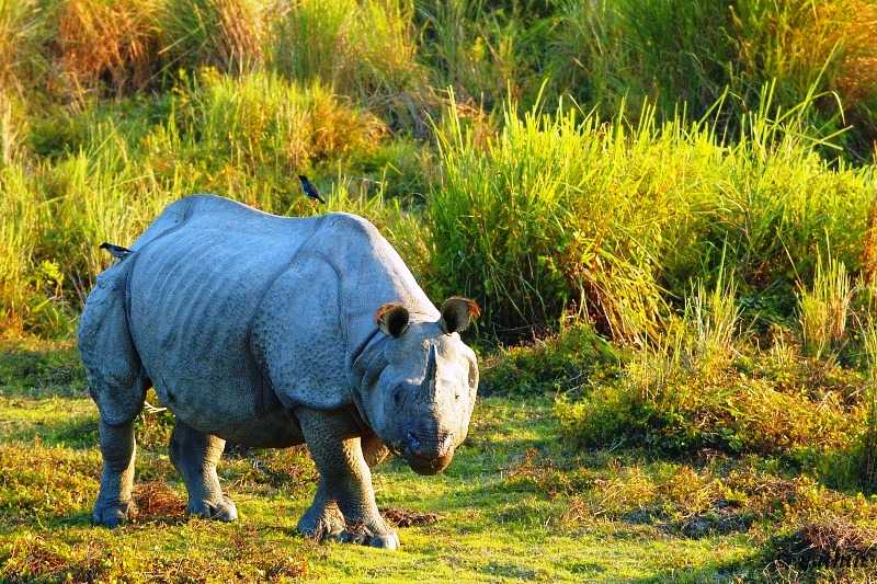 卡兹兰加野生动物保护区是印度的世界遗产