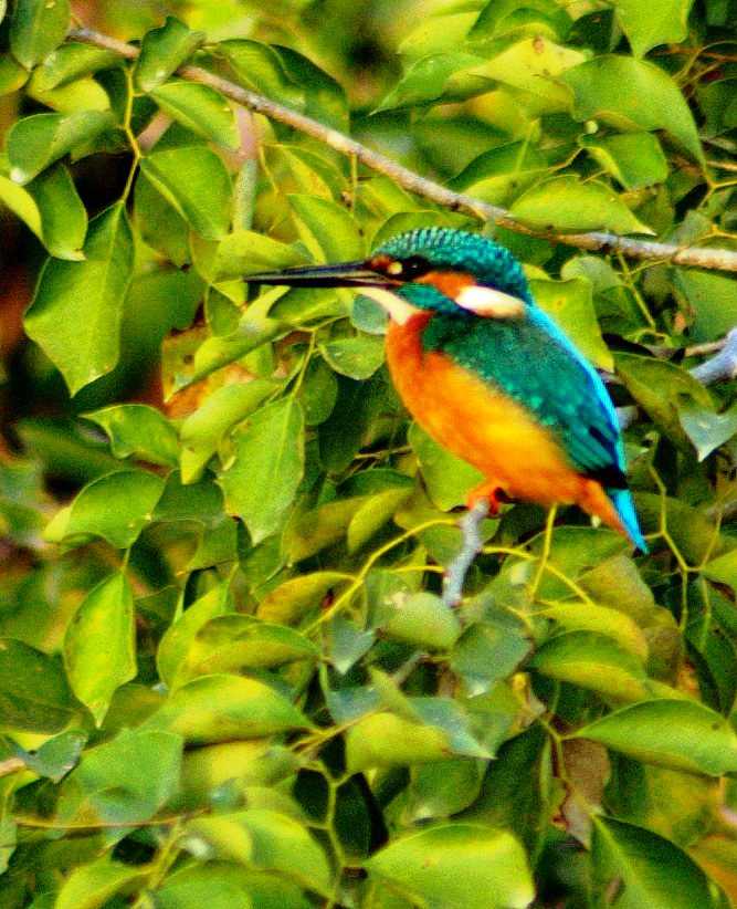 马纳斯野生动物保护区，印度的世界遗产