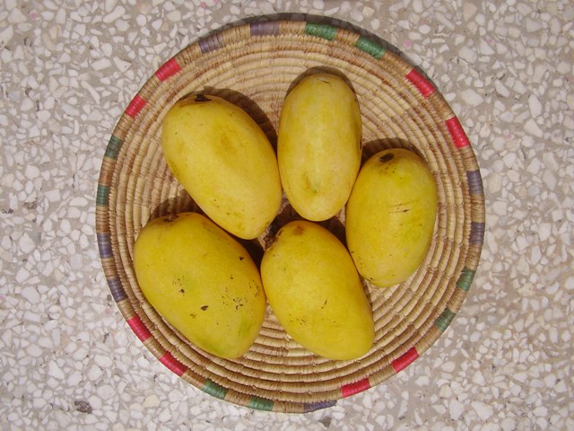 Chausa芒果，印度芒果