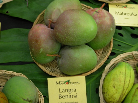 Langra芒果，印度芒果