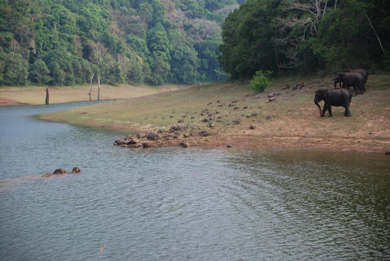 喀拉拉邦佩里亚尔野生动物保护区