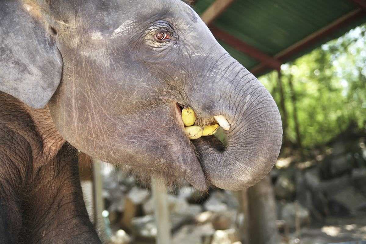 喂香蕉,大象在泰国