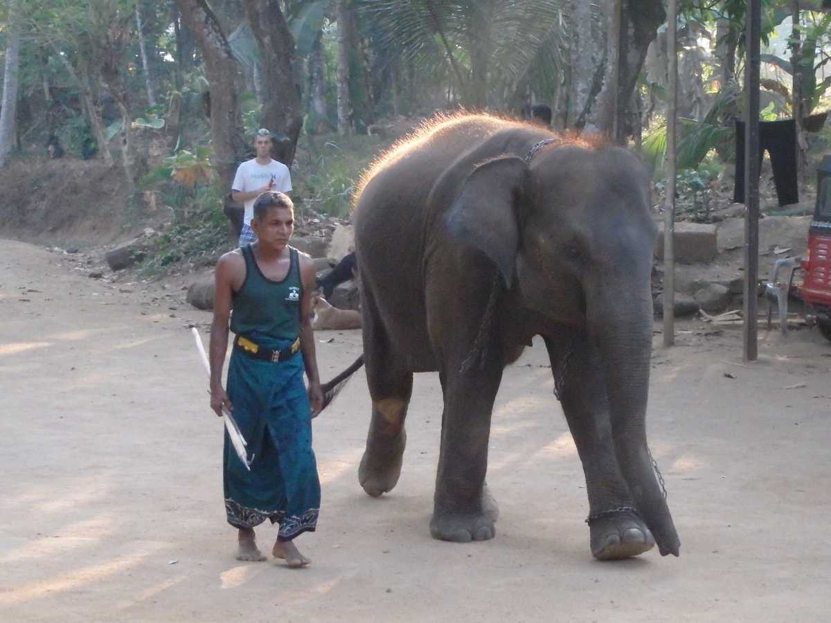千年大象基金会，斯里兰卡大象