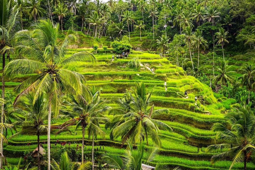 在巴厘岛度蜜月，Tegalalang稻田
