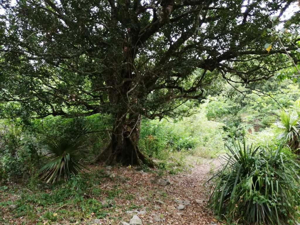 毛里求斯的Anse Quitor自然保护区