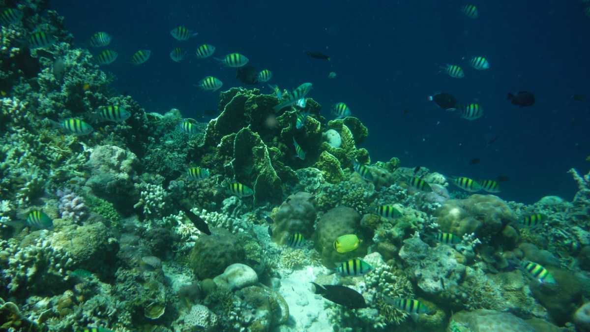 在巴厘岛潜水