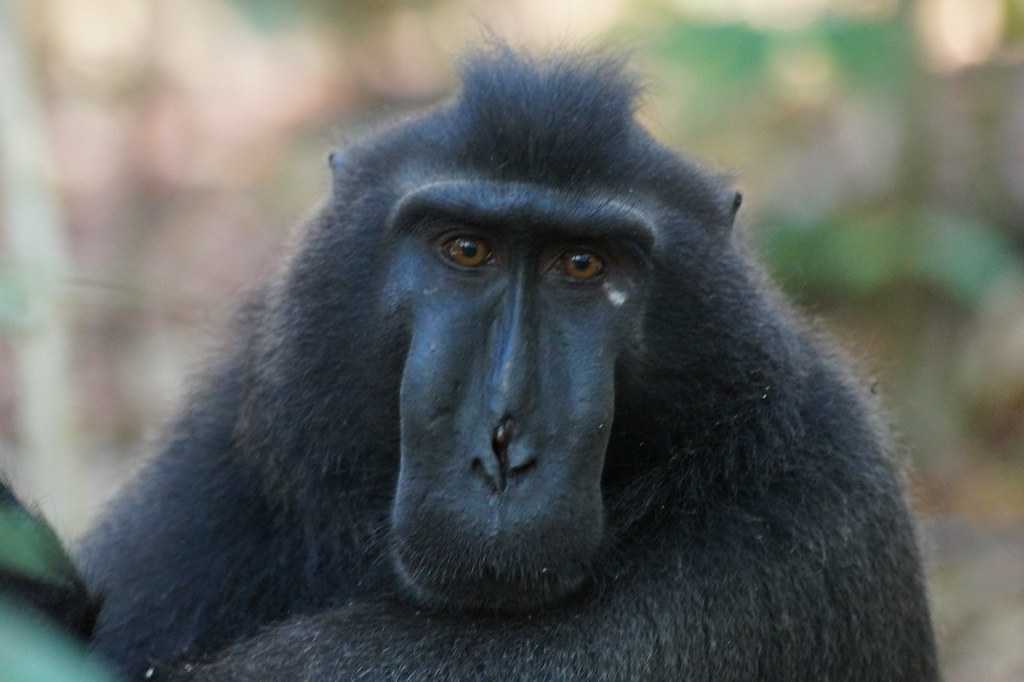黑色的短尾猿,印度尼西亚