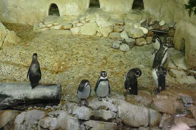 迪拜水族馆和水下动物园的企鹅