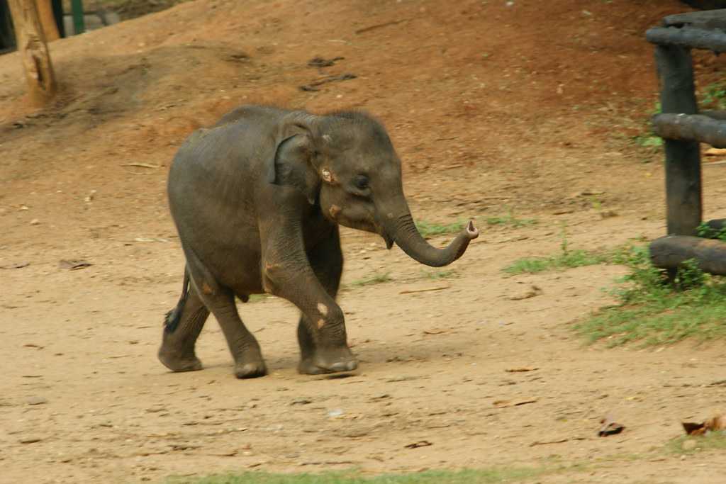 乌达瓦拉维大象中转之家，斯里兰卡的大象