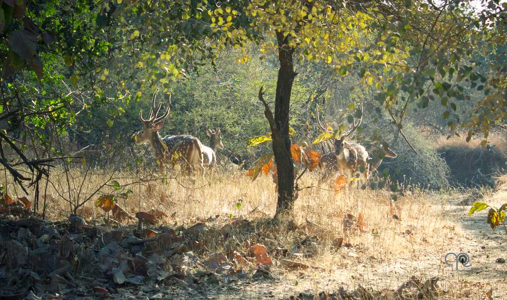 吉尔国家公园的一群鹿