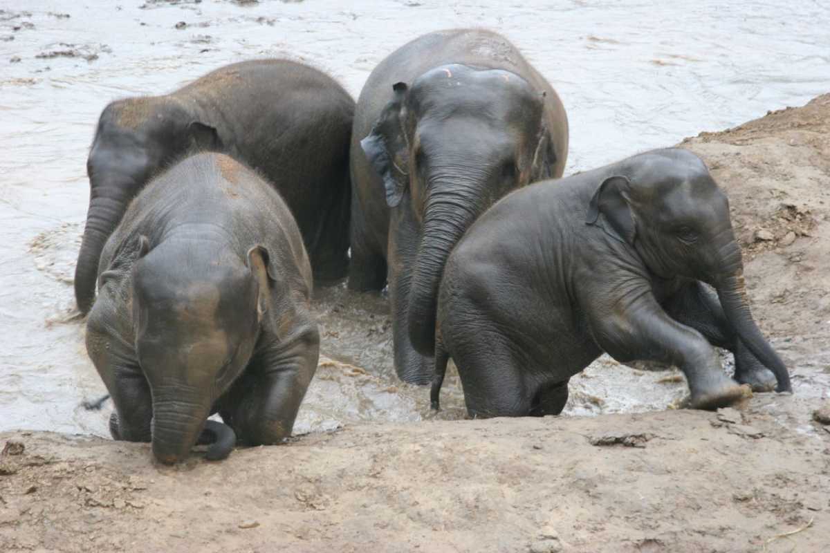泰国大象之旅
