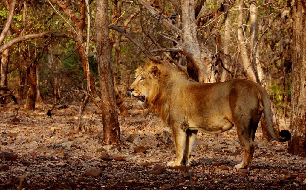 亚洲狮，吉尔国家公园