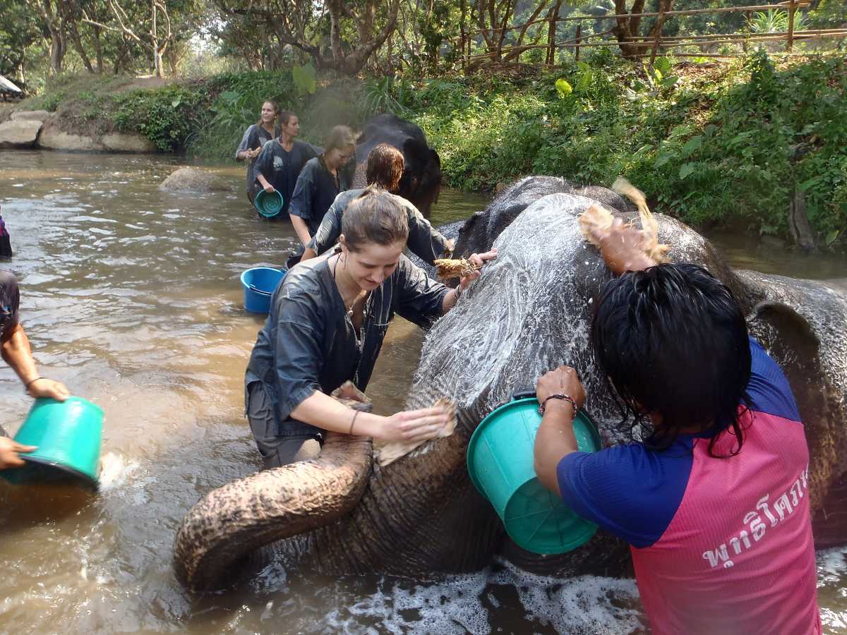 志愿者在泰国大象保护区