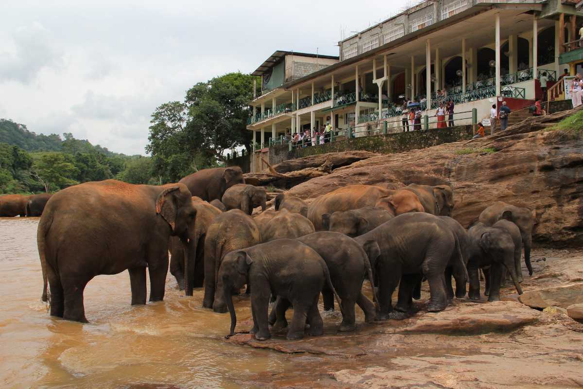 Pinnawala大象孤儿院，斯里兰卡的大象