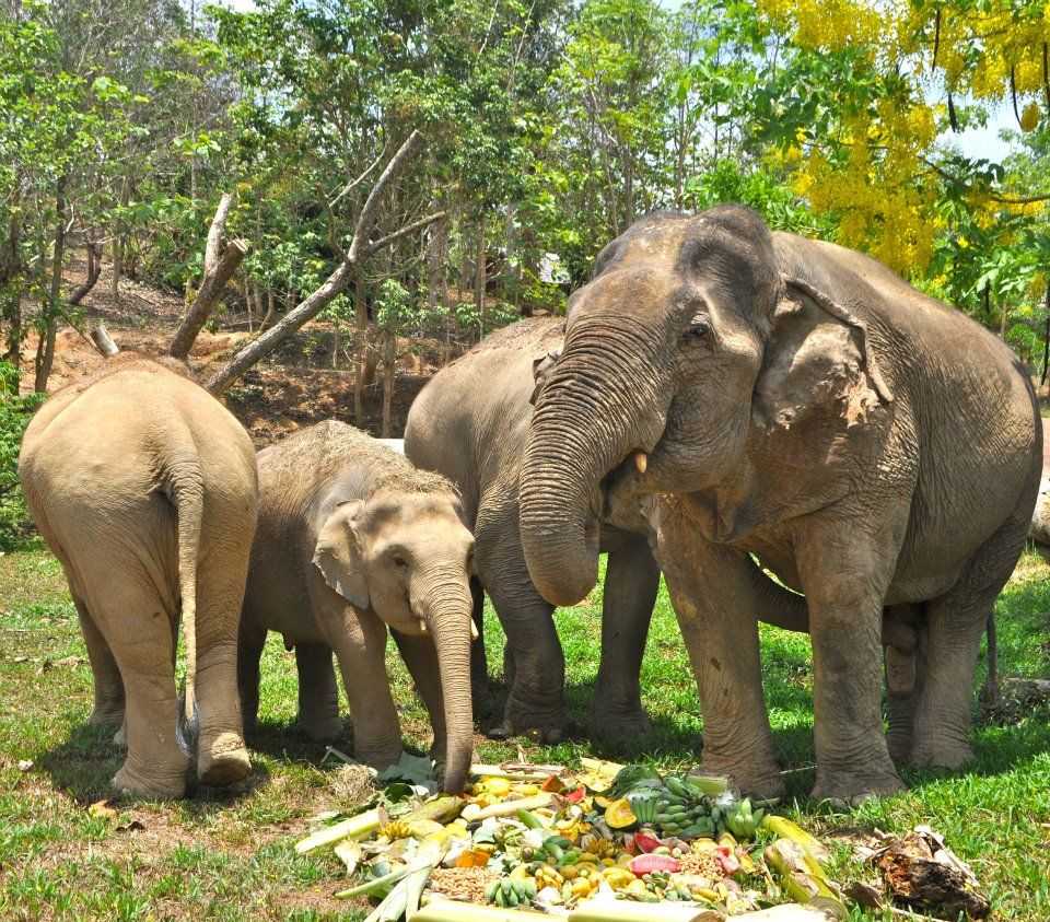恩洛特的大象保护区,大象在泰国