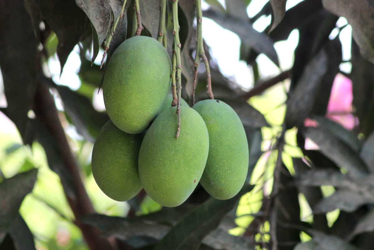 Amrapali芒果，印度的芒果