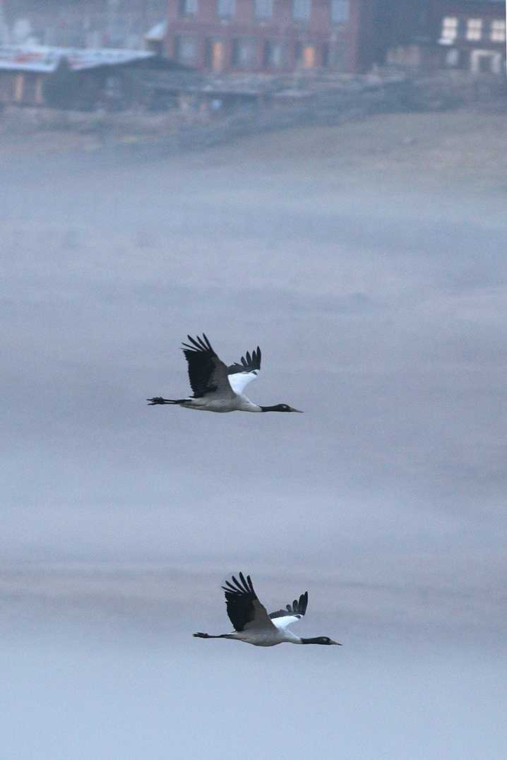 黑色收缩的鹤鸟Phobjika山谷,不丹
