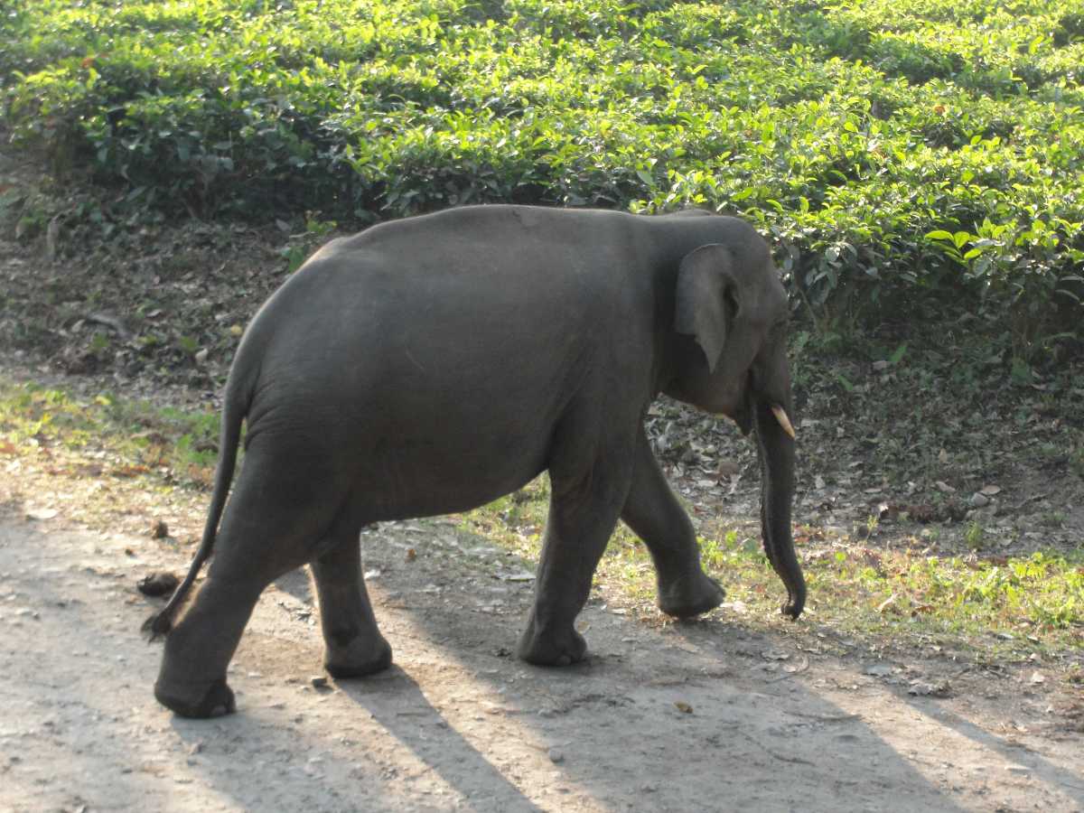 大象在马纳斯基地