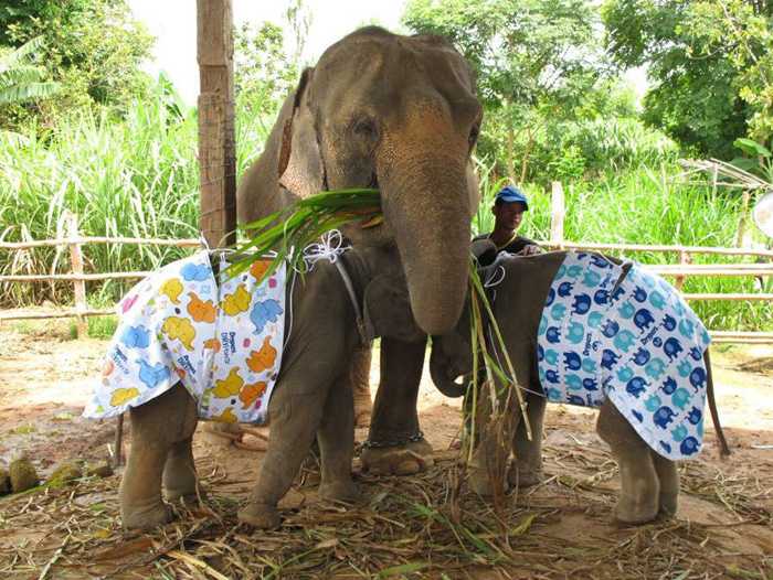 采用在泰国大象