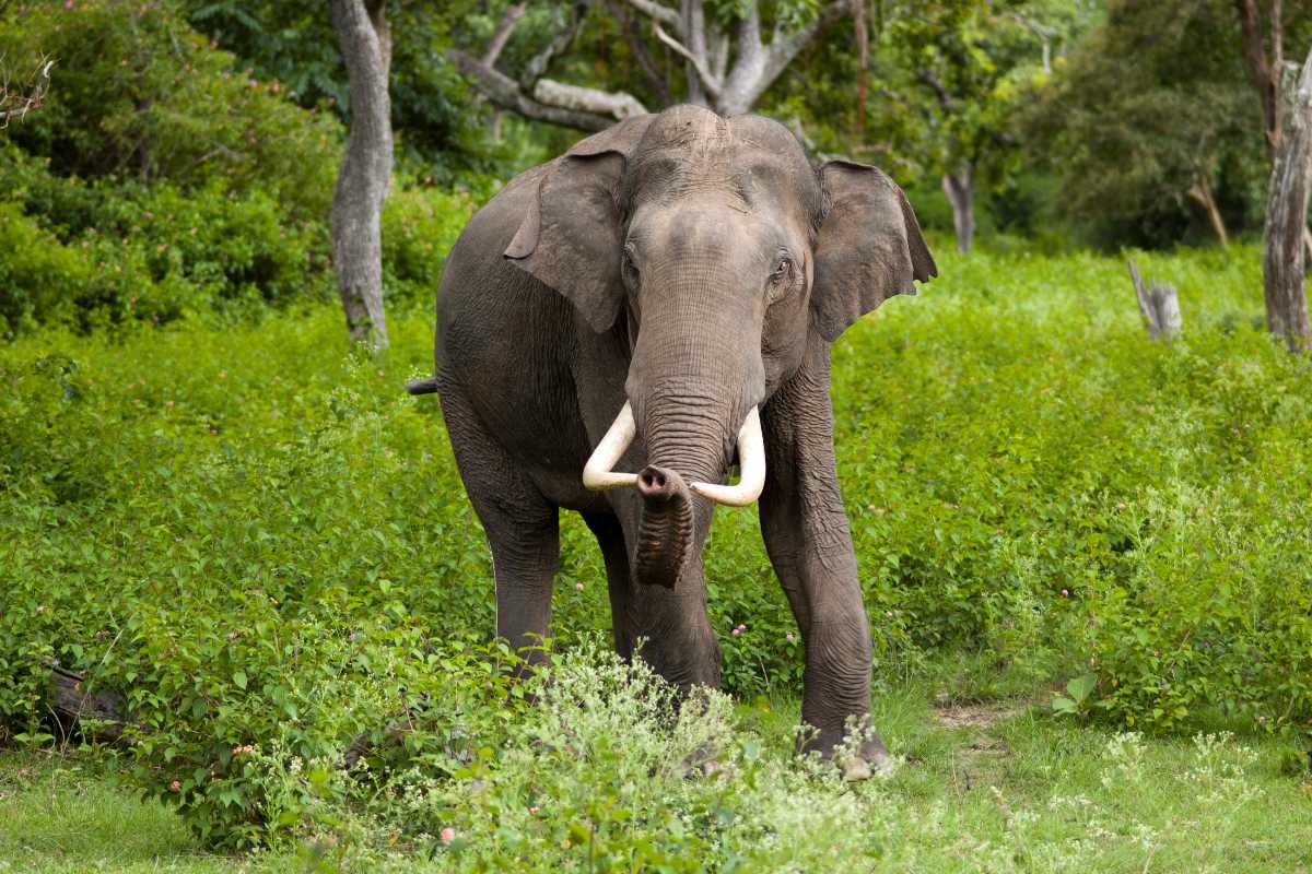 在Kalesar发现的亚洲象