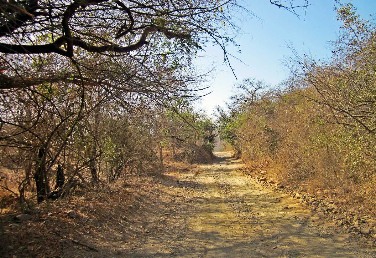 Gir国家公园，古吉拉特邦
