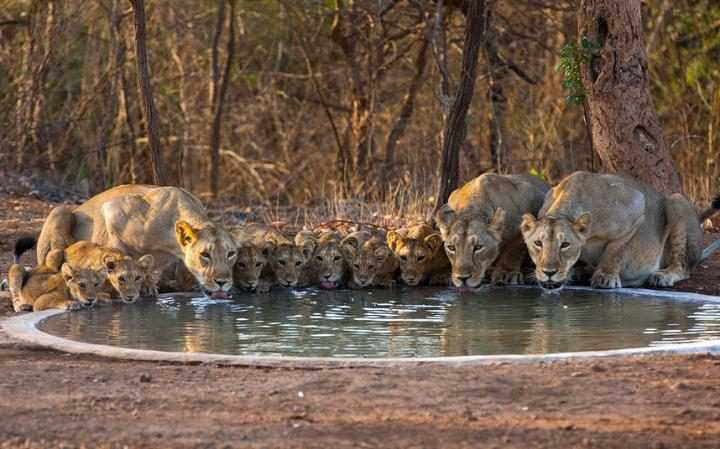 狮子的骄傲，吉尔国家公园