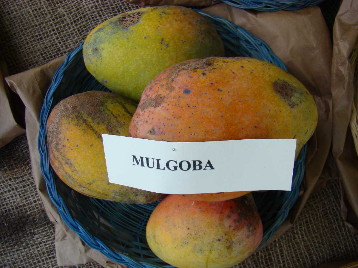 Malgoa芒果，印度芒果