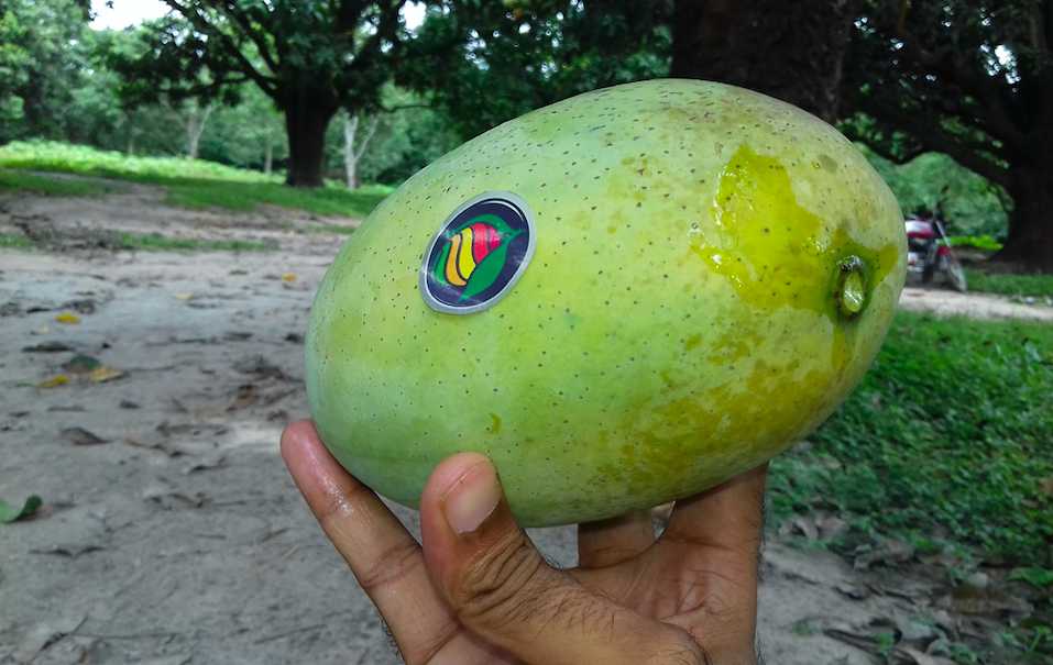 Fazli芒果，印度的芒果