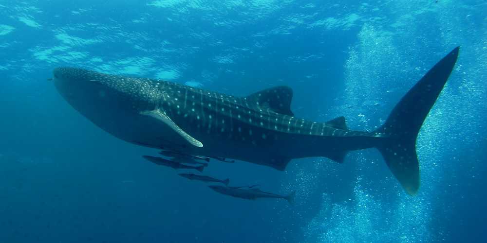 鲸鲨潜水，泰国