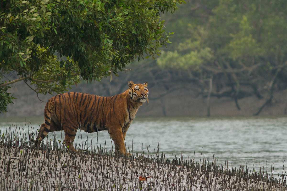 Sundarban国家公园