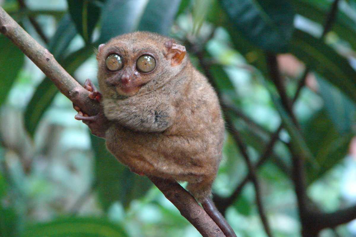 侏儒眼镜猴,印度尼西亚