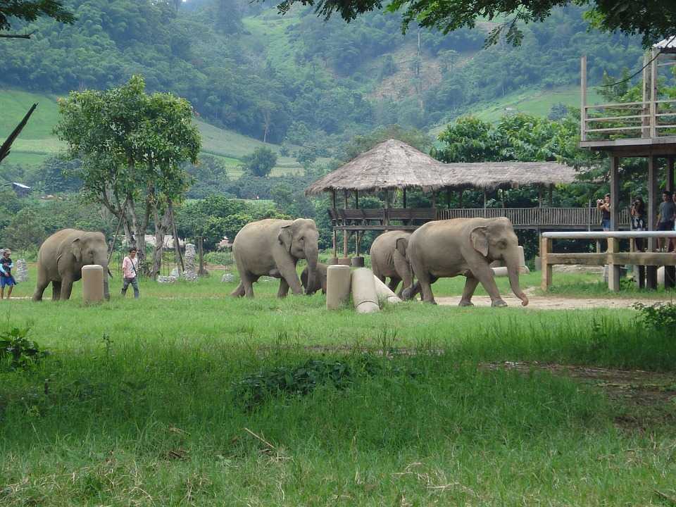 泰国大象保护区，绿意盎然