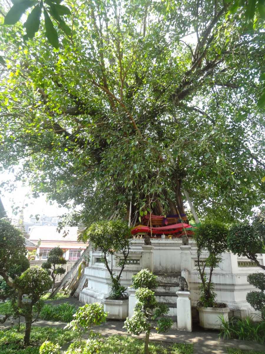 卧佛寺的菩提树