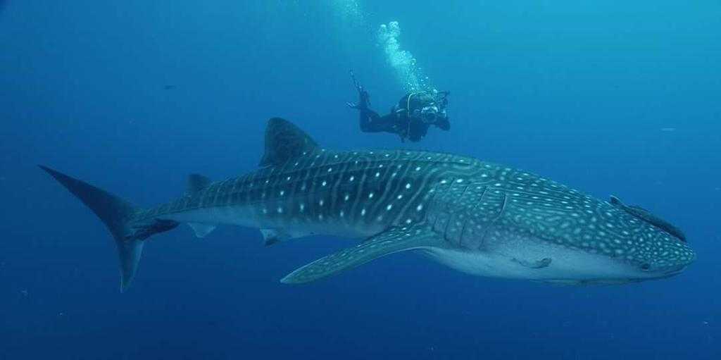 泰国岛岛的鲸鲨