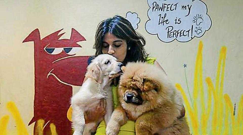 Pawfect生活——狗日托中心,对孩子在孟买的地方
