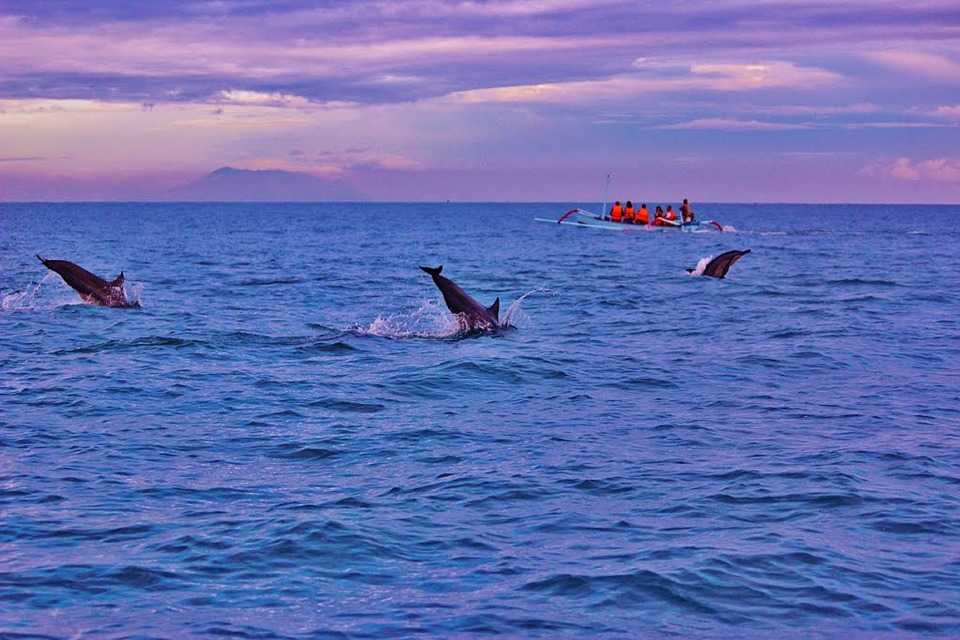 在巴厘岛度蜜月，看海豚