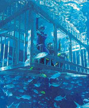 迪拜水族馆和水下动物园的笼式浮潜
