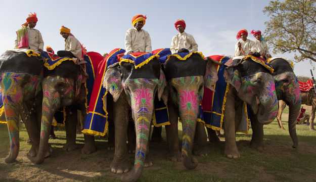 大象在印度
