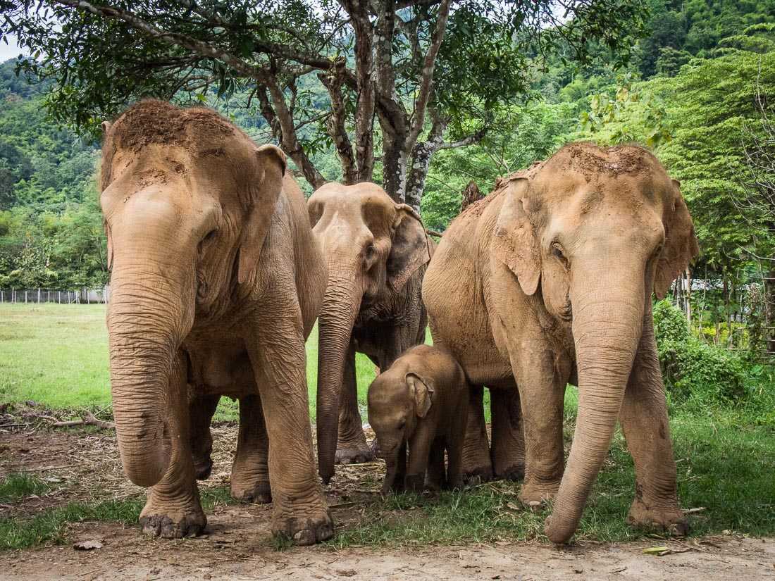 法律保护大象在泰国,在泰国大象