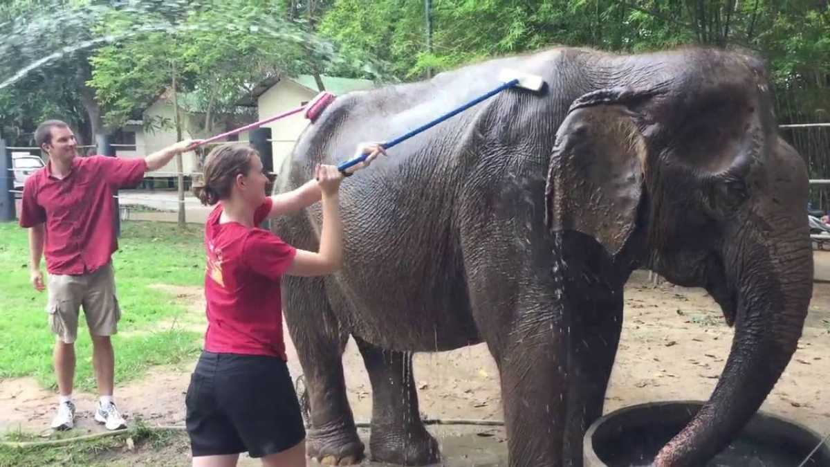 野生动物基金会朋友,大象在泰国