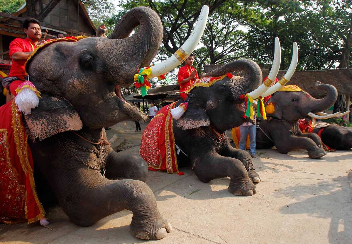 历史的大象在泰国,在泰国大象