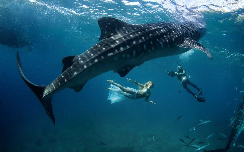 当你发现鲸鲨的小贴士，在泰国的鲸鲨